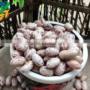 2015 Chinese Light Speckled Kidney Beans American Round for Europ thumbnail-1