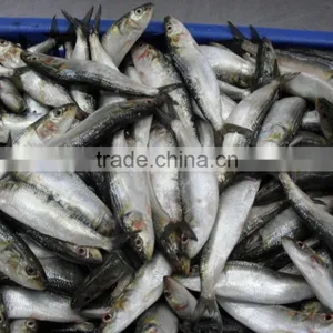 FROZEN SARDINE WHOLE ROUND thumbnail-1
