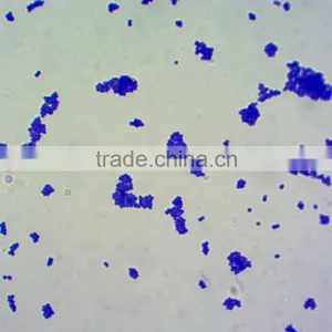 Microscopes Using Microscope Prepared Slides thumbnail-1