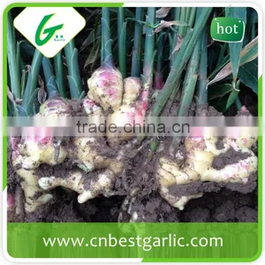 New Crop Fresh Ginger Air Dry Ginger Market Prices for Ginger thumbnail-2