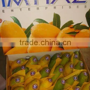 Dosehri Mango thumbnail-1