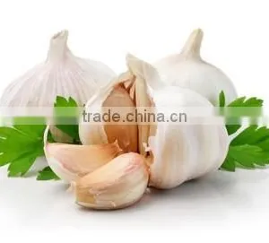 Wholesale High Quality Natural White Fresh Garlic thumbnail-4