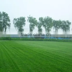 Zoysia Japonica thumbnail-3
