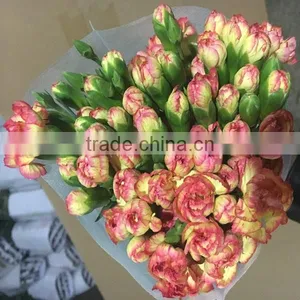 Natural Real Touch Different Types of Fresh Carnation Plants Made in China thumbnail-5