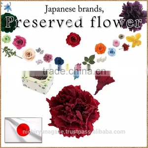 Colorful and Cute Carnation Preserved Flowers for Flower Arrangement , Arrangement Materials Also Available thumbnail-1