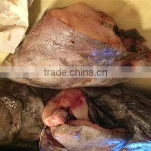 Greenland Halibut Fish Head thumbnail-2
