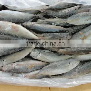 Sardine Fish thumbnail-1