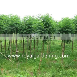 Jacaranda Mimosifolia Tropical Trees thumbnail-2