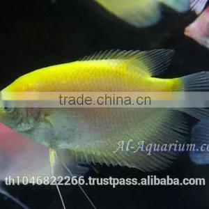 Giant Gourami Mix Color / Aquarium Fish Exporter thumbnail-6