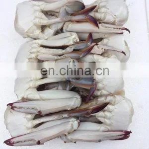Wholesale Frozen Blue Swimming Crab thumbnail-4