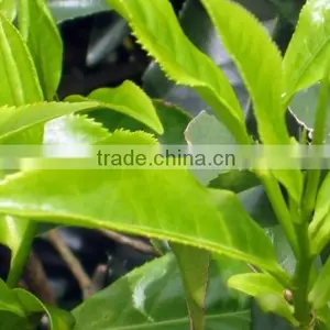 Certified Natural Green Tea For Immune System thumbnail-2