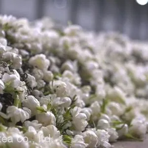 High Fragrance Jasmine Green Tea for Bubble Tea Chinese Jasmine Scented Loose Leaf Jasmine Green Tea Leaves thumbnail-4