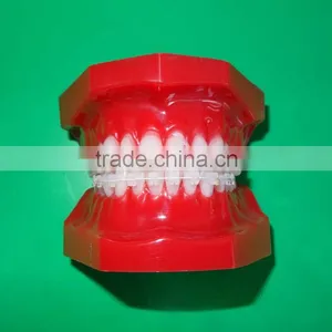 Dental Manufacturer Hot-sell Ceramic Red Teeth Orthodontic Model thumbnail-1