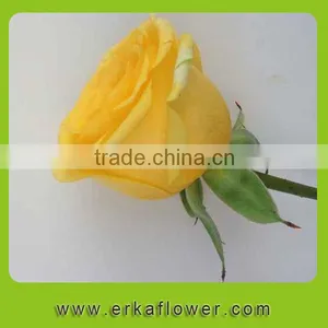 2016 New Product Crazy Selling Wide Varieties Fresh Rose thumbnail-3