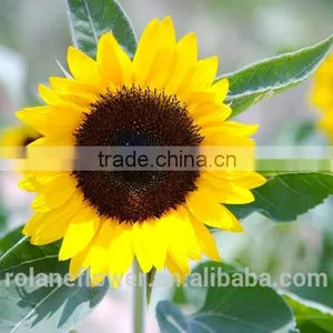 China Supply Fresh Sunflower Flower for Wedding Decorarion thumbnail-3