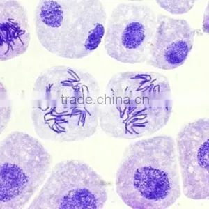 Allium L.s.root Tip for Mitosis Individual Slides thumbnail-1