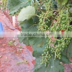 Bulk Grapes thumbnail-4