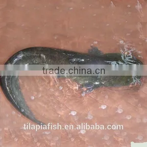 1KG up Frozen Oil Catfish for Exporting thumbnail-1