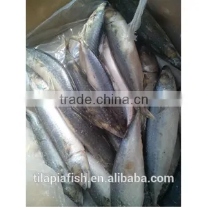 Good Quality Mackerel Fish Frozen thumbnail-1