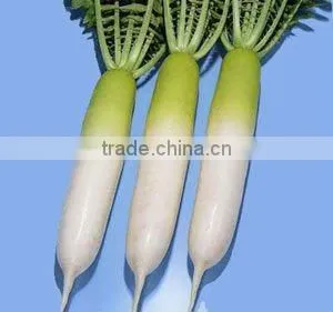 Water Washed/no Soil/no Hair White Radish thumbnail-1