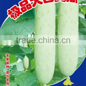 Hot Sale Hybrid White Cucumber Seeds for Growing-New Big White thumbnail-1