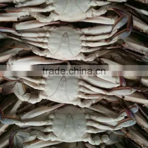 Wholesale Frozen Blue Swimming Crab Price thumbnail-2