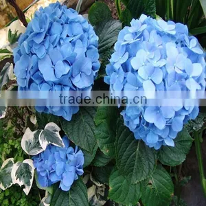 High Grade Hydrangea Flower Export From the Biggest Flower Trading Center in China thumbnail-1