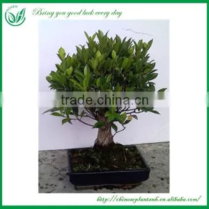 Ficus Bonsai thumbnail-2