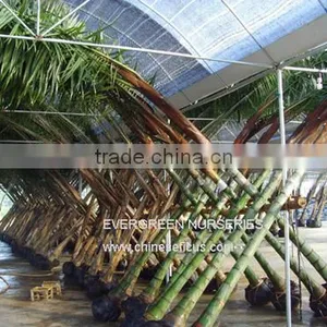 Latania Lontaroides thumbnail-1