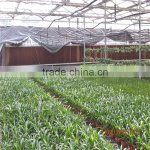 Fully Automated Light Deprivation Greenhouse thumbnail-3