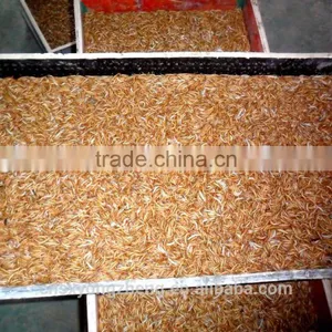 Organic Chicken Feed Mealworm ; Dried Mealworms Of Chicken Feed thumbnail-3