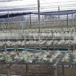 Tillandsia Air Plant thumbnail-5