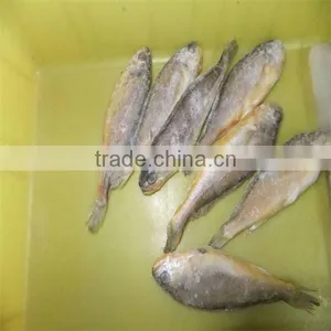 Frozen Quality Yellow Sea and All Fish Seafood thumbnail-1