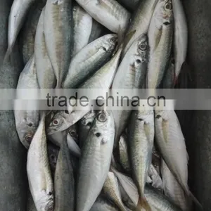 Frozen Horse Mackerel Hot Sale Fresh Fish Made in China thumbnail-1