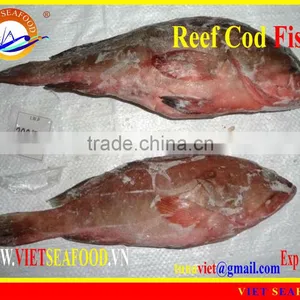 FROZEN WHOLE ROUND REEF COD FISH thumbnail-1