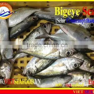 FROZEN BIGEYE SCAD WHOLE ROUND thumbnail-2