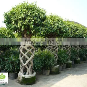Ficus Benjamina Cage Shape Topiary Plant ( Landscaping Tree) thumbnail-1
