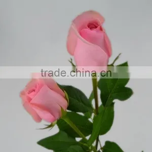Roses in Delhi Fresh Roses From Kunming Yunnan thumbnail-4