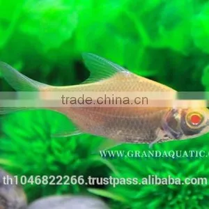 Albino Tinfoil Barb Fish For Sale / Aquarium Fish Farm thumbnail-2