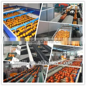 Chinese Mandarin Orange thumbnail-6
