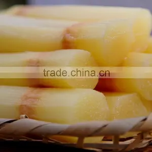 Best Fresh Sweet Sugar Cane From Vietnam thumbnail-1