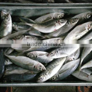 Frozen Horse Mackerel thumbnail-1