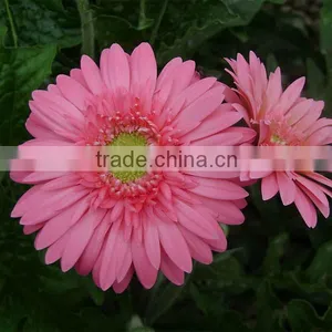 Chrysanthemum Preserved Fresh Cut Flowers For Wholesale thumbnail-6