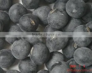 Black Bean thumbnail-1