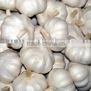 Garlic thumbnail-1