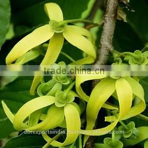 Ylang Ylang Oil From India thumbnail-1