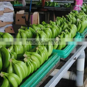 AAA Grade Premium Quality Ecuador Origin Fresh Green Cavendish Banana Satisfaction Guarantee thumbnail-1