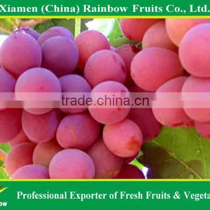 Fresh Red Globe Grape From Yunnan China thumbnail-6