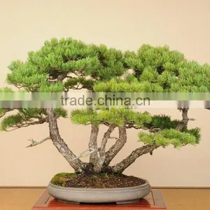 Japanese Bonsai thumbnail-1