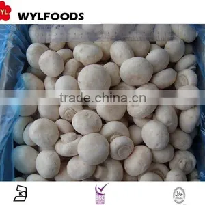 IQF China Price for Frozen Champignons Whole 2015 High Quality thumbnail-1